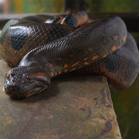 Anaconda Wild Brabet