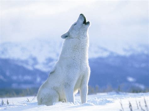 Artic Wolf Betfair
