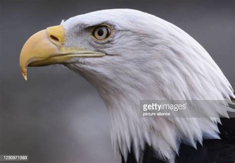 Bald Eagle Bwin