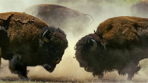 Bison Battle Betsul