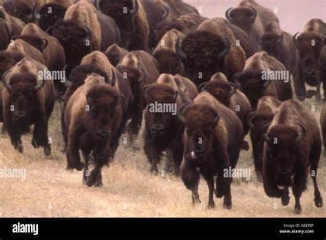 Bison Stampede Betano