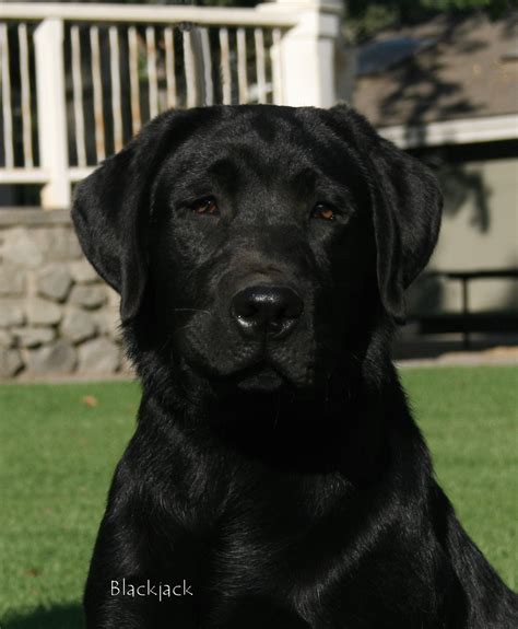 Blackjack Labradores