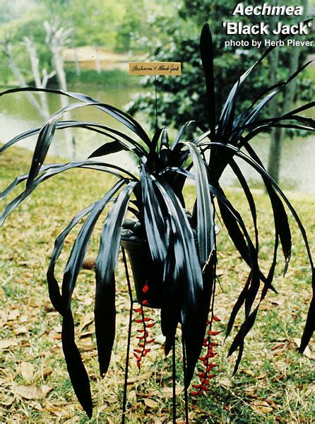 Bromelia Aechmea Black Jack