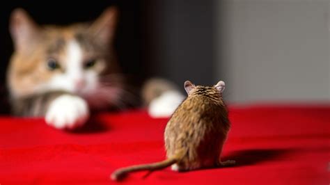 Cat And Mouse Bet365