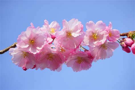 Cherry Blossom Bodog