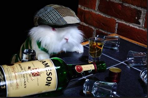 Drunk Rabbit Netbet