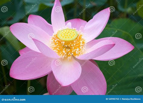 Eastern Lotus Betsul