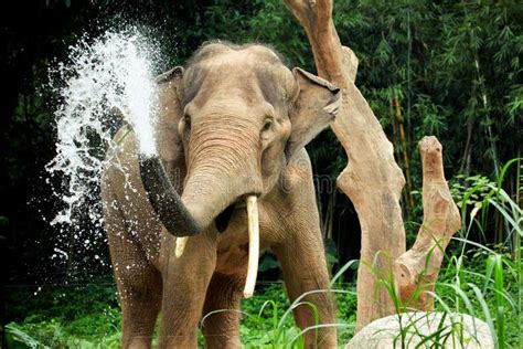 Elephant Splash Bodog