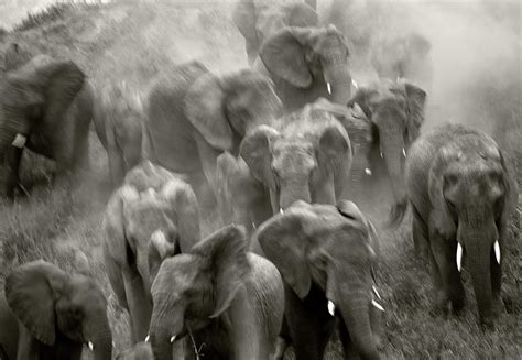 Elephant Stampede Betsul