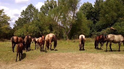 Espanhol Mustangs Blackjack Montanha Oklahoma