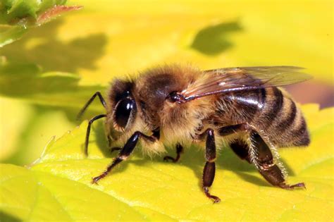 Honey Bees Betway
