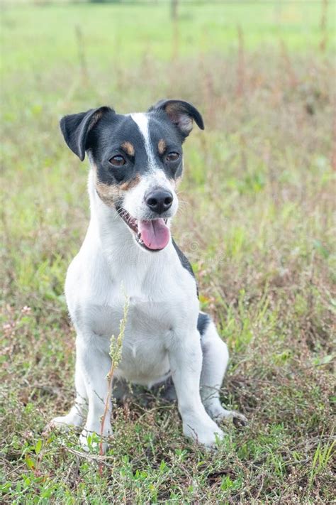 Jack Russell Preto Mistura De Laboratorio De Imagens