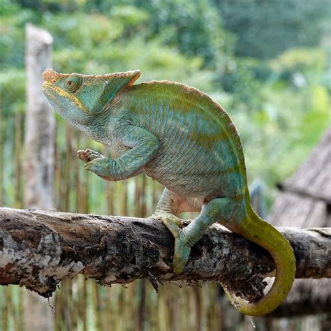 King Chameleon Betsul