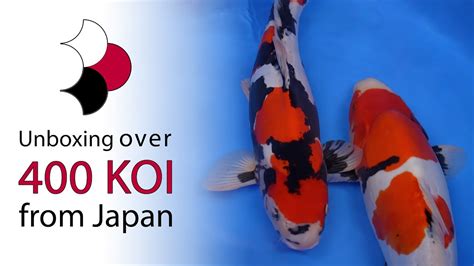 Koi Treasure Parimatch