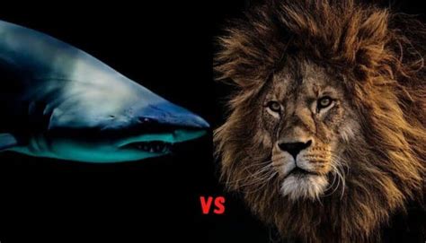 Lion Vs Shark Bodog