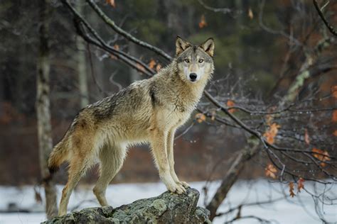 Lobo Selvagem Fendas De Divertimento