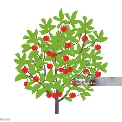 Maquina De Fenda De Cerejas Clipart