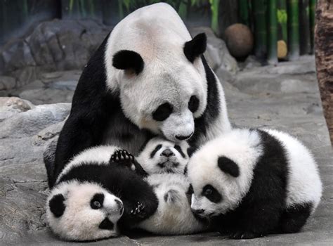 Panda Family Betsul