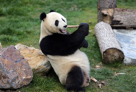 Panda Gigante Maquina De Fenda