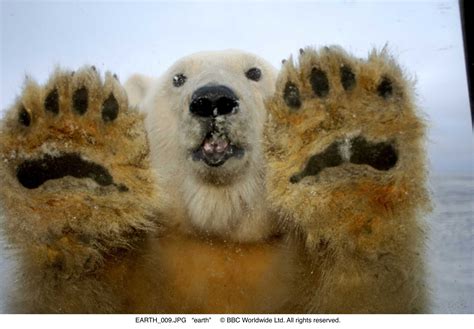 Polar Paws Bodog