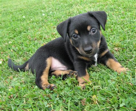 Preto E Tan Jack Russel Filhotes Te Koop