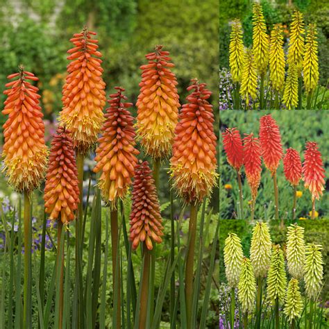 Red Hot Poker Ate Bum Rei