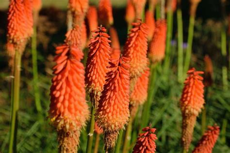 Red Hot Poker Imagens De Flores