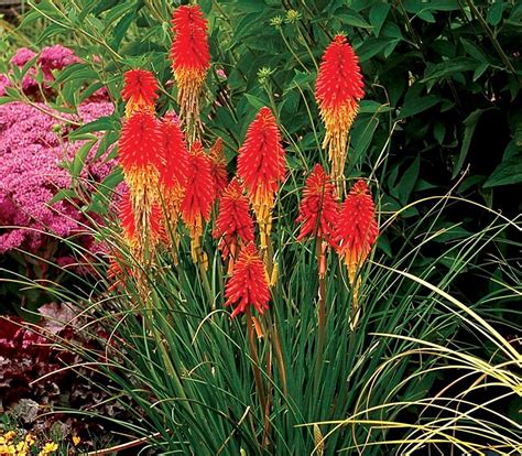 Red Hot Poker Venenosas