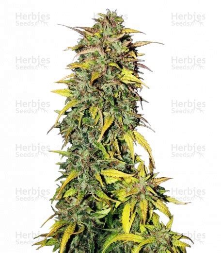 Sementes De Black Jack Auto