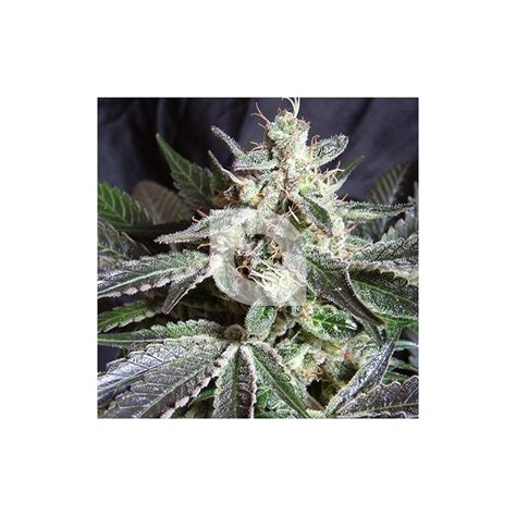 Semillas De Cannabis Black Jack