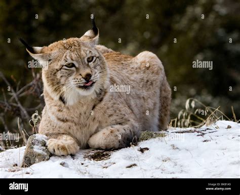 Siberian Lynx Bwin
