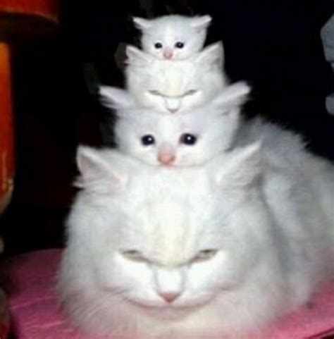 Stacked Cats Betsul