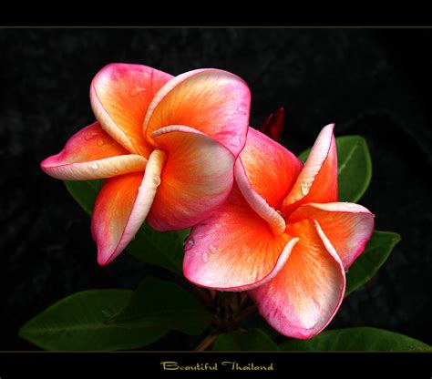 Thai Flower Betsson