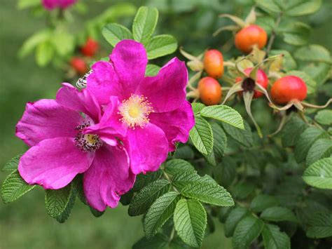 Wild Rose Roleta