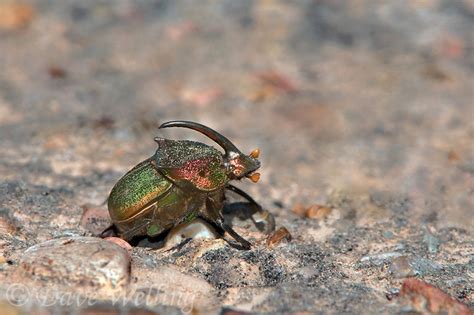 Wild Scarabs Betsul