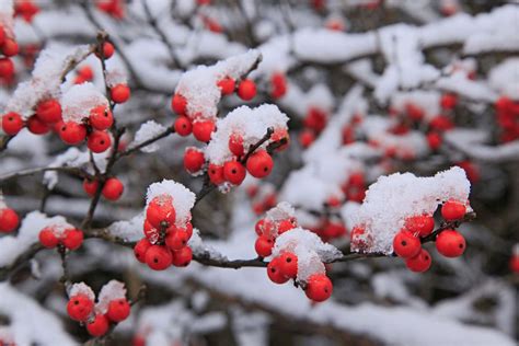 Winter Berries Betsson